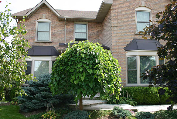 Elevated view of Replacement Hung Window